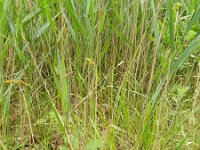 Carex vulpinoidea 3, Ribbelzegge, Saxifraga-Rutger Barendse