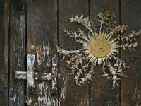 Carlina acanthifolia 13, Saxifraga-Dirk Hilbers