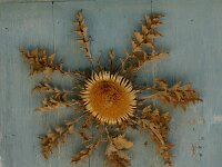 Carlina acanthifolia 16, Saxifraga-Dirk Hilbers