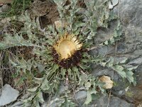 Carlina acanthifolia 2, Saxifraga-Jan van der Straaten