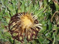 Carlina acanthifolia 4, Saxifraga-Jasenka Topic