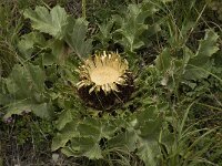Carlina acanthifolia 8, Saxifraga-Jan van der Straaten