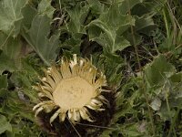 Carlina acanthifolia 9, Saxifraga-Jan van der Straaten