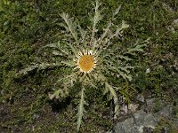 Carlina acanthifolia ssp cynara 10, Saxifraga-Willem van Kruijsbergen