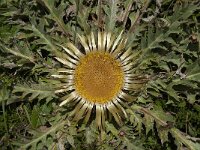 Carlina acanthifolia ssp cynara 11, Saxifraga-Willem van Kruijsbergen