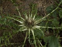 Carlina acaulis ssp acaulis 1, Saxifraga-Willem van Kruijsbergen
