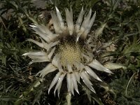 Carlina acaulis ssp acaulis 4, Saxifraga-Jan van der Straaten