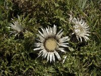 Carlina acaulis ssp acaulis 8, Saxifraga-Willem van Kruijsbergen