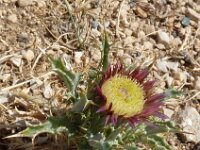 Carlina lanata 2, Saxifraga-Jasenka Topic