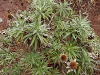 Carlina salicifolia 1, Saxifraga-Ed Stikvoort