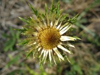 Carlina vulgaris 10, Driedistel, Saxifraga-Rutger Barendse