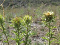 Carlina vulgaris 11, Driedistel, Saxifraga-Rutger Barendse