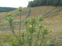 Carlina vulgaris 12, Driedistel, Saxifraga-Rutger Barendse