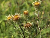 Carlina vulgaris 13, Driedistel, Saxifraga-Peter Meininger