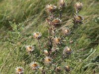 Carlina vulgaris 14, Driedistel, Saxifraga-Peter Meininger
