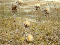 Carlina vulgaris 15, Driedistel, Saxifraga-Rutger Barendse