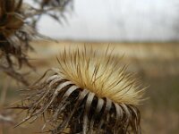 Carlina vulgaris 16, Driedistel, Saxifraga-Rutger Barendse
