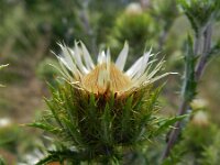 Carlina vulgaris 18, Driedistel, Saxifraga-Rutger Barendse