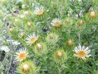 Carlina vulgaris 19, Driedistel, Saxifraga-Rutger Barendse