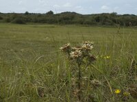 Carlina vulgaris 2, Driedistel, Saxifraga-Marijke Verhagen