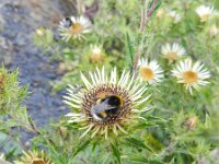 Carlina vulgaris 20, Driedistel, Saxifraga-Rutger Barendse
