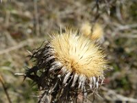 Carlina vulgaris 21, Driedistel, Saxifraga-Rutger Barendse