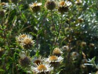Carlina vulgaris 22, Driedistel, Saxifraga-Ed Stikvoort
