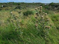 Carlina vulgaris 23, Driedistel, Saxifraga-Ed Stikvoort