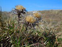 Carlina vulgaris 24, Driedistel, Saxifraga-Ed Stikvoort