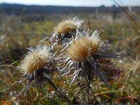 Carlina vulgaris 25, Driedistel, Saxifraga-Ed Stikvoort