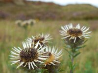Carlina vulgaris 26, Driedistel, Saxifraga-Ed Stikvoort