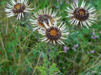 Carlina vulgaris 27, Driedistel, Saxifraga-Ed Stikvoort