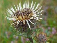 Carlina vulgaris 28, Driedistel, Saxifraga-Ed Stikvoort
