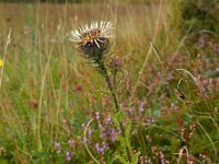 Carlina vulgaris 29, Driedistel, Saxifraga-Ed Stikvoort
