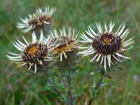 Carlina vulgaris 30, Driedistel, Saxifraga-Ed Stikvoort