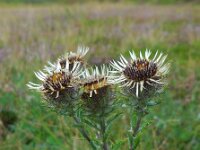 Carlina vulgaris 31, Driedistel, Saxifraga-Ed Stikvoort