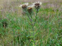 Carlina vulgaris 32, Driedistel, Saxifraga-Ed Stikvoort