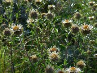 Carlina vulgaris 33, Driedistel, Saxifraga-Ed Stikvoort