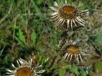 Carlina vulgaris 34, Driedistel, Saxifraga-Ed Stikvoort