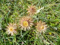 Carlina vulgaris 35, Driedistel, Saxifraga-Rutger Barendse