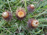 Carlina vulgaris 36, Driedistel, Saxifraga-Rutger Barendse