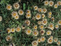 Carlina vulgaris 4, Driedistel, Saxifraga-Piet Zomerdijk