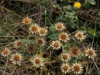 Carlina vulgaris 5, Driedistel, Saxifraga-Piet Zomerdijk