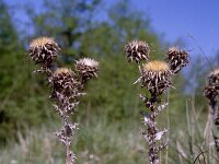 Carlina vulgaris 6, Driedistel, Saxifraga-Rutger Barendse
