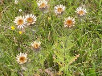 Carlina vulgaris 7, Driedistel, Saxifraga-Peter Meininger