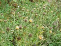 Carlina vulgaris 8, Driedistel, Saxifraga-Rutger Barendse