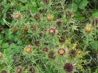 Carlina vulgaris 9, Driedistel, Saxifraga-Rutger Barendse