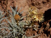 Carlina xeranthemoides 11, Saxifraga-Ed Stikvoort