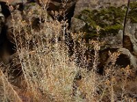 Carlina xeranthemoides 8, Saxifraga-Ed Stikvoort