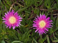 Carpobrotus acinaciformis 10, Saxifraga-Jan van der Straaten